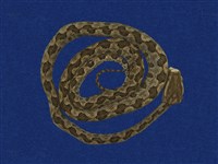 藏品(龜殼花)的圖片